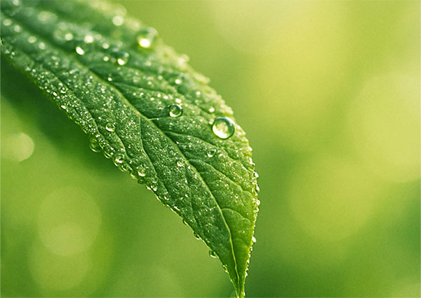 Macro shot of a vibrant green leaf with fresh water droplets